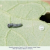 zerynthia caucasica larva1a